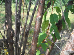 Amygdalus