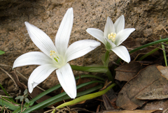 Ornithogalum