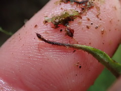 Notogrammitis billardierei