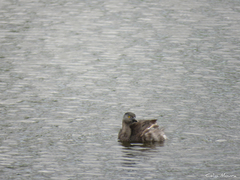 Tachybaptus dominicus