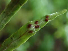 Notogrammitis billardierei