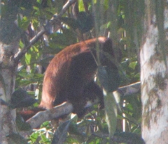 Alouatta