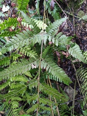 Dryopteris sparsa