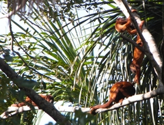 Alouatta