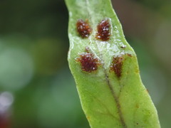 Notogrammitis billardierei