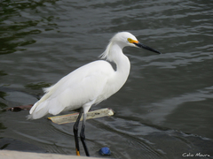 Egretta thula