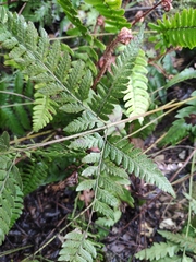 Dryopteris sparsa
