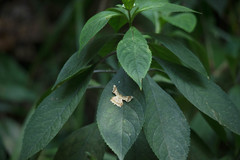 Krananda oliveomarginata