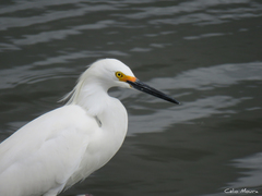 Egretta thula