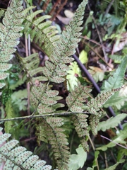 Dryopteris sparsa