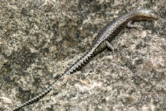 Cryptoblepharus voeltzkowi