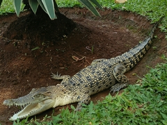 Crocodylidae