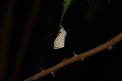 Laelia anamesa