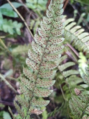 Dryopteris sparsa