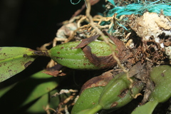 Maxillaria sanantonioensis