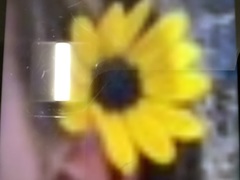 Angiospermae