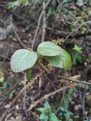 Alchornea davidii