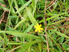 Hypoxis angustifolia