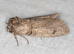 Discophlebia celaena