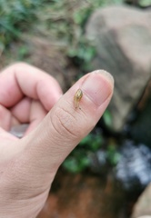 Succinea arundinetorum