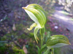 Pterostylis viriosa