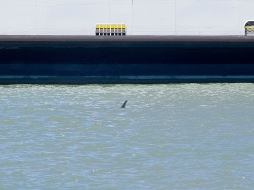 Common bottlenose dolphin
