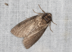 Discophlebia celaena