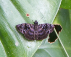 Ebrietas anacreon