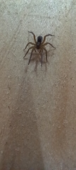 Piratula