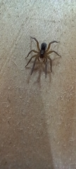 Piratula