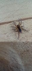 Piratula