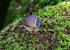Anadenidae