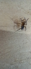 Piratula