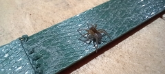 Piratula