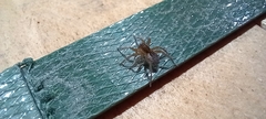 Piratula