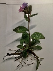 Pulmonaria officinalis