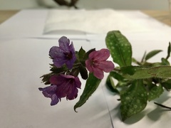 Pulmonaria officinalis