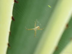 Argiope argentata