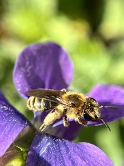 Andrena violae