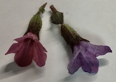 Pulmonaria officinalis