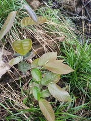 Photinia parvifolia