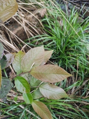 Photinia parvifolia