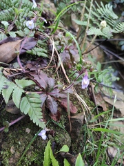 Mazus stachydifolius