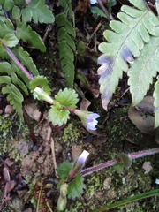 Mazus stachydifolius