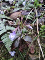 Mazus stachydifolius