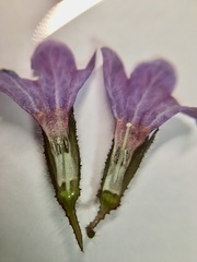 Pulmonaria officinalis