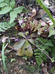 Mazus stachydifolius