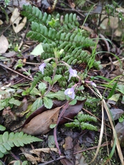 Mazus stachydifolius