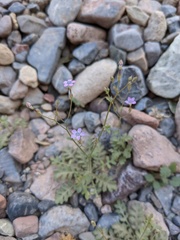 Gilia scopulorum