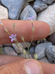 Gilia scopulorum